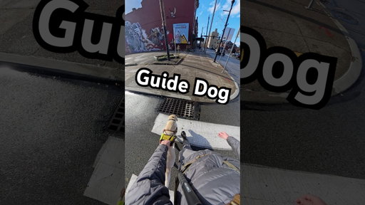 My Guide Dog Navigates Three Obstacles in One Crossing #guidedog #dog #dogs