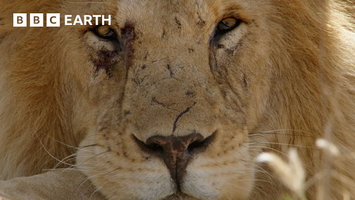 The Extraordinary Animal Kingdom Of Africa | BBC Earth | BBC Studios