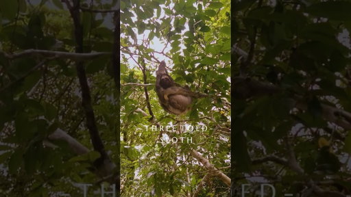 Costa Rica Sloth Encounter | Meet the Three-Toed Sloth