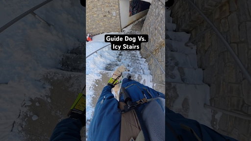 Guide Dog Vs. Icy Stairs #guidedog #dog #dogs