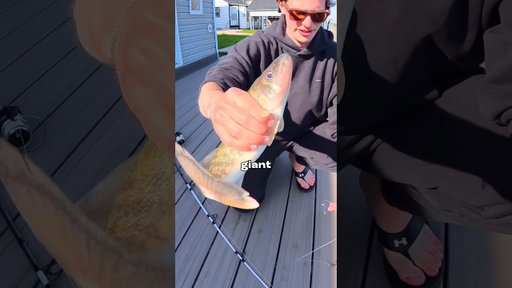 I Fished Massive Live Bait 🐟🎣