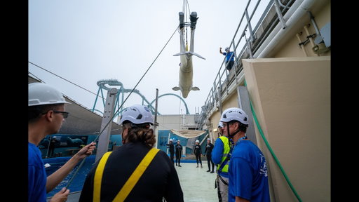 SeaWorld San Diego Welcomes 3 Rescued Belugas From a Closed Park in Canada