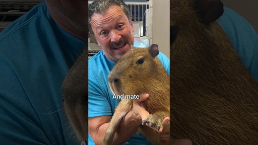 The World's Largest Rodent - The Capybara!