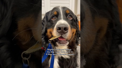 Unhinged Things My Dog Could Win a Gold Medal for if They Were Olympic Events 😂