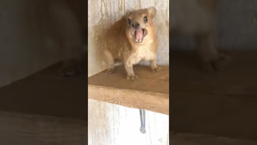 One More Scream And He’ll Face The Consequences 😡🤯
