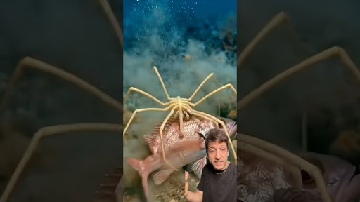 The Sea Spider is TERRIFYING