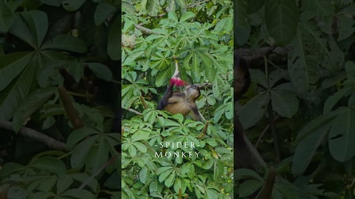 Spider Monkey eating a Pachira flower.