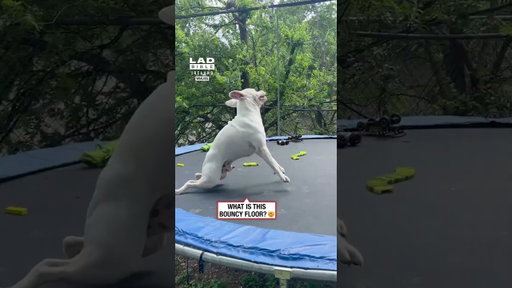 Trampoline zoomies hit different 😂🐶