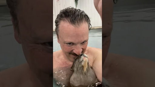 What’s better than swimming with otters?
