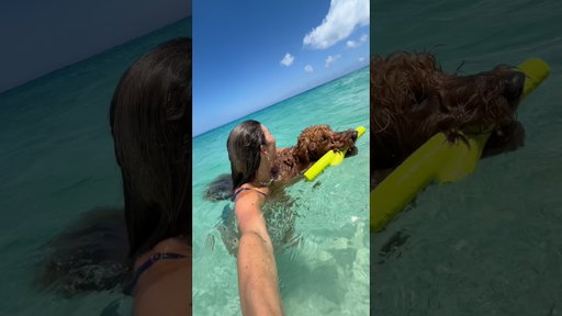 Pups deserve beach days too!!!! #oahuhawaii #dogshorts