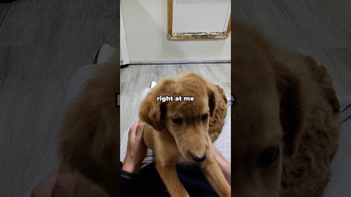 Playing with puppies after a rough week