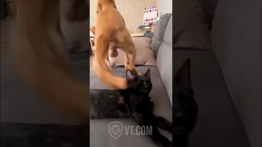 Try Not To Laugh 😂