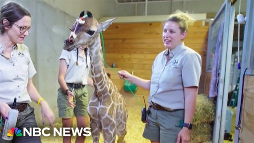 Milani the giraffe debuts at Tanganyika Wildlife Park