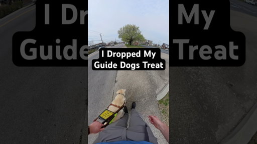 I Dropped My Guide Dogs Treat #guidedog #dog #dogs