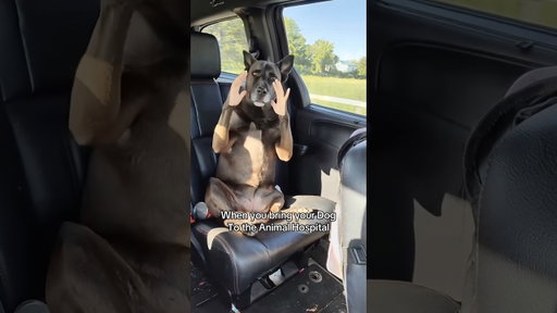 When You Bring Your Dog To The Animal Hospital #dog #shorts #funny