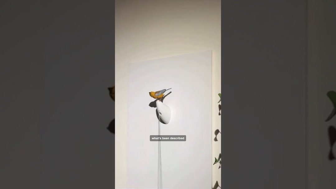 Kelly Clarkson bird feud CCTV footage released by podcast