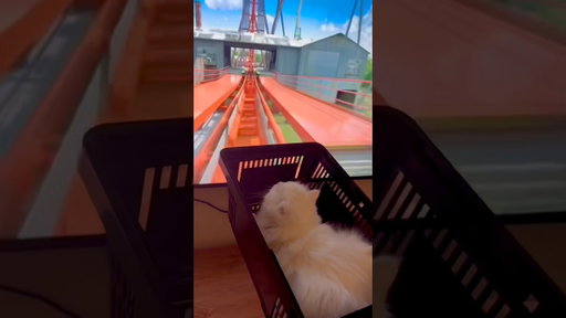 Roller Coasters With My Cat