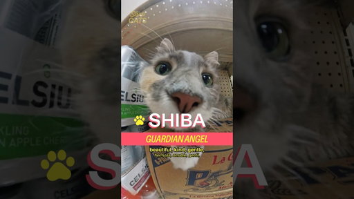 Meet Shiba in Astoria.