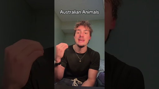Australian Wildlife Starter Pack 😂💀🦘🐍🕷️
