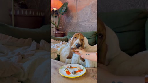 Moo is the luckiest dog alive for beating three life-threatening conditions back to back 🐾 ✨#dog