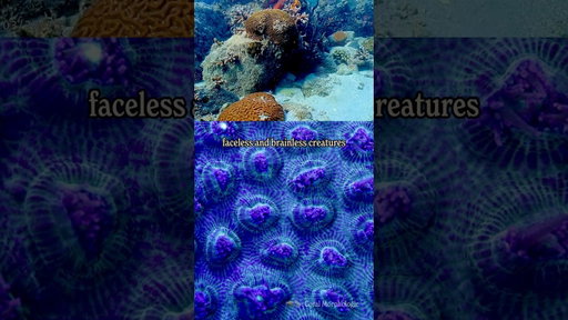 Here’s the story of the world’s longest underwater time lapse 🪸 😮