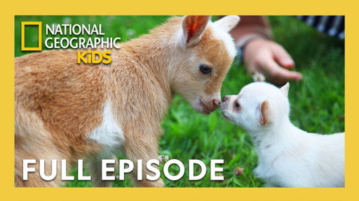 Unlikely Animal Friends Full Episode | Barnyard Buddies 🐷🐐🐴 | Nat Geo Kids