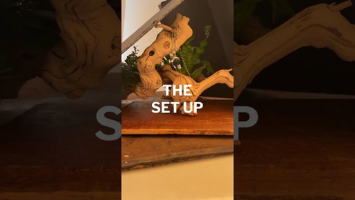The Set Up vs. The Shot