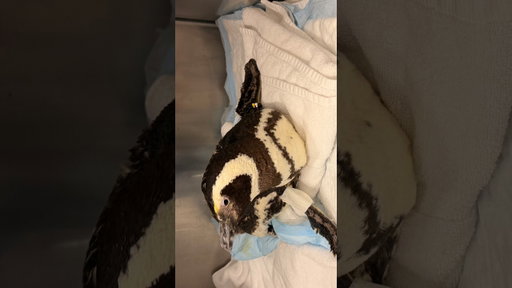 Meet Cecilia, an almost 18-year-old Magellanic penquin who developed a hernia.