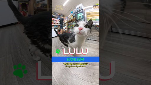 Meet Lulu in Ridgewood