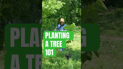 Let’s learn how to plant a tree 🌳 #nature #naturelovers #plantatree