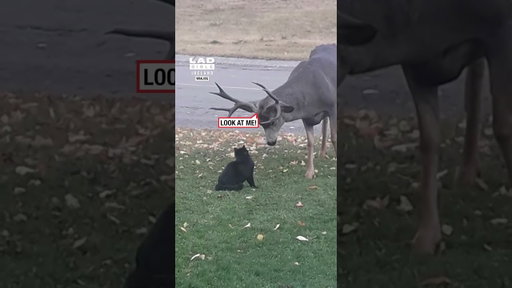 Deer Gets a Surprise From a Little Cat 😂