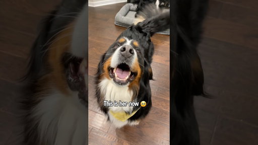 My Scared Rescue Dog’s Amazing Transformation After Being Neglected For 4 Years 🥹