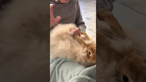 spinning yarn off a rabbit