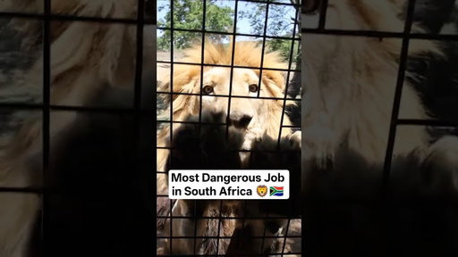 Most Dangerous Job in South Africa 🦁🇿🇦
