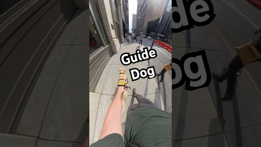 Guide Dog Navigates Around An Off Leash Dog #guidedog #dog #dogs
