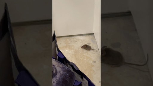 Mouse in the house scary movie 😂 ￼#mouse