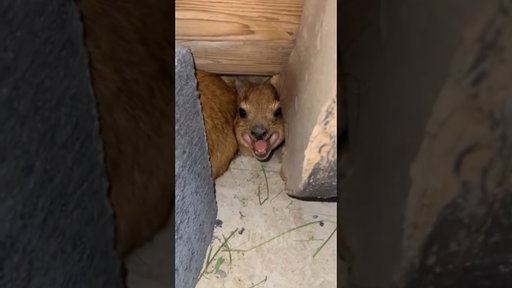 He’s Stuck And STILL Screaming At Me! 😡🤯