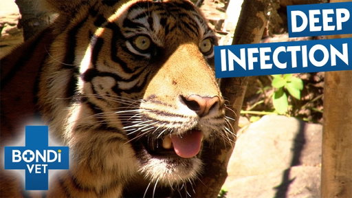Tiger's Broken Fang Filled With Gunk | Bondi Vet