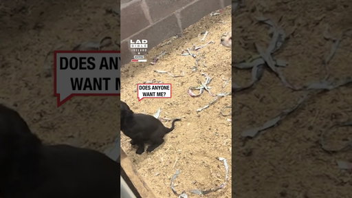 Cute puppy was picked because of this exact moment ❤️