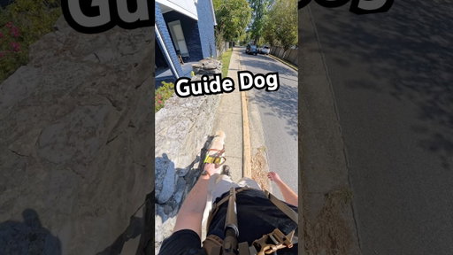 My Guide Dog Can Navigate Narrow Spaces #guidedog #dog #dogs