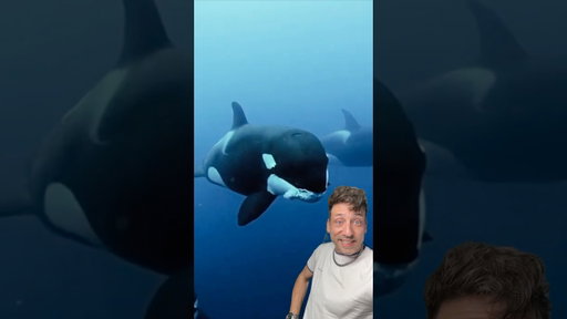 The 2 most feared Orcas in the Ocean