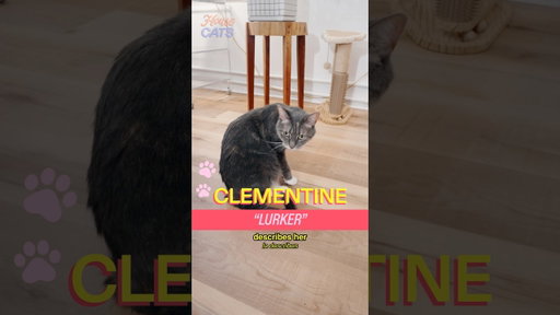Meet Cowboy and Clementine in Cobble Hill! Shoutout @SmallsForCats !