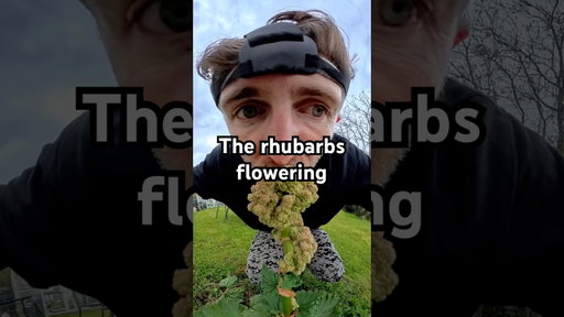 The rhubarb is flowering, what should we do?