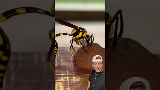 The Potter Wasp is a MENACE