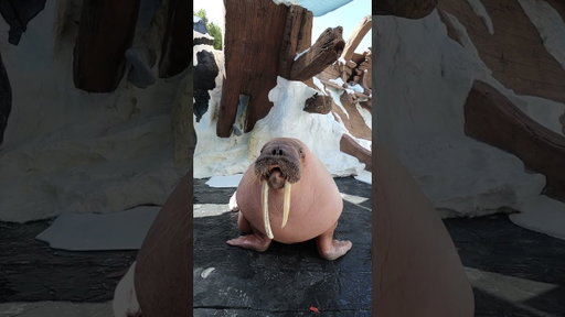 Say hi to Dozer the Walrus! 📍SeaWorld San Diego​