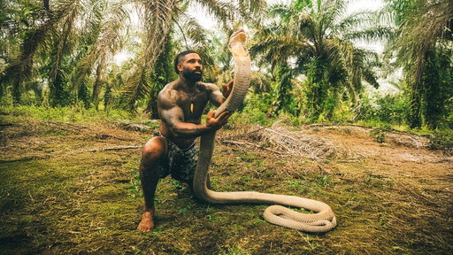 Catching The Worlds Largest King Cobra In Indonesia