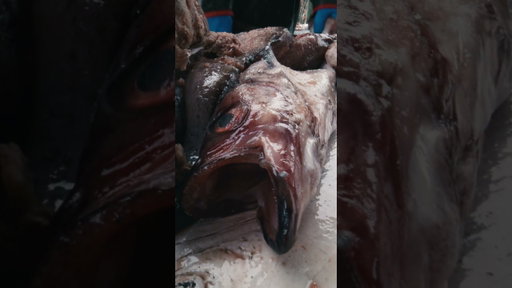 Lysol Air Sanitizer presents The Fish Story
