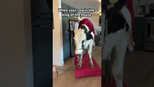 Trying to pull Buttons around the house! #cow #brucethecow #animasl #farm