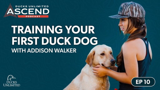 How to Train and Hunt With Your First Duck Dog Safely | ASCEND PODCAST