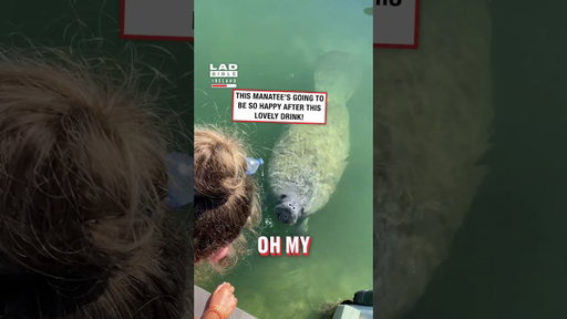 Giving a Thirsty Manatee Fresh Water 😂🐋